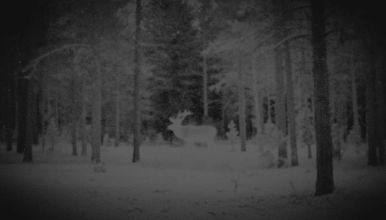 Тепловизионный вид — олень в лесу FLIR